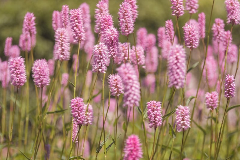 Magic Meadows