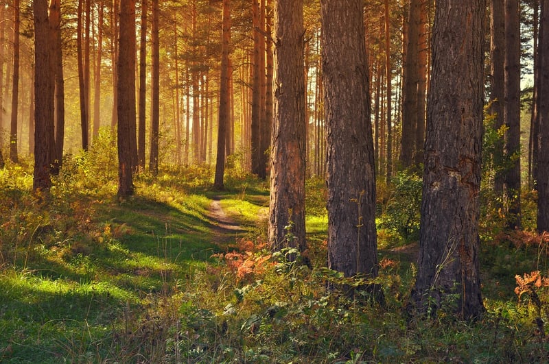 Mystical Pathway